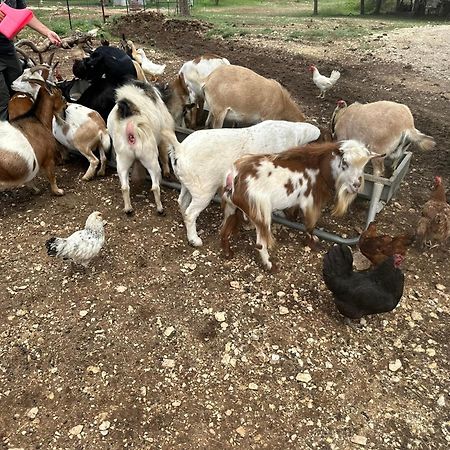 فندق Lucky Star Ranch - Stargazer Tarpley المظهر الخارجي الصورة
