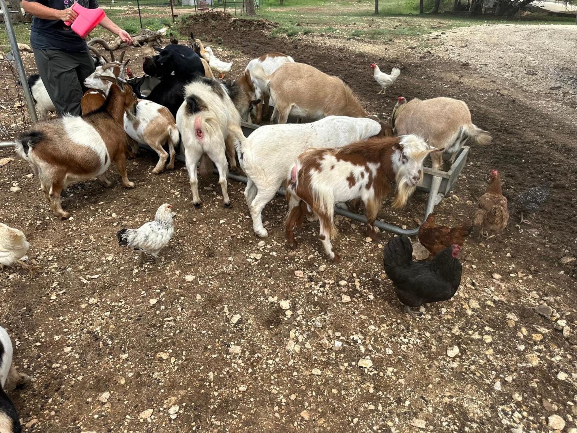 فندق Lucky Star Ranch - Stargazer Tarpley المظهر الخارجي الصورة